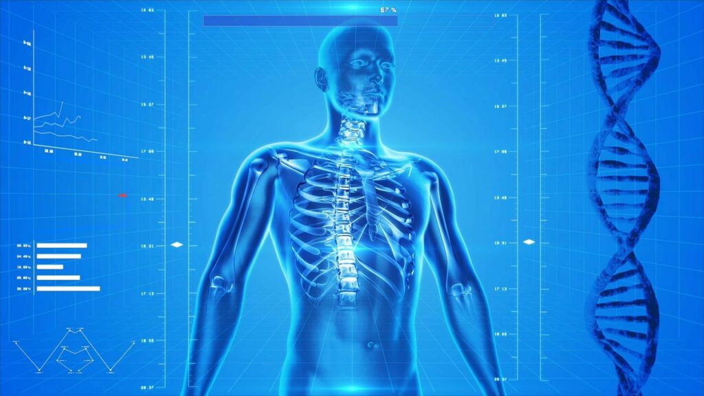 Le collagène est la protéine la plus abondante dans le corps humain, fournissant une structure et un soutien aux systèmes musculosquelettique et cardiovasculaire.